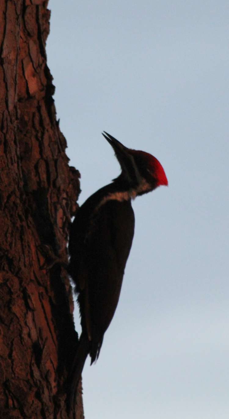 Pileated Woodpecker Catching Early Sun